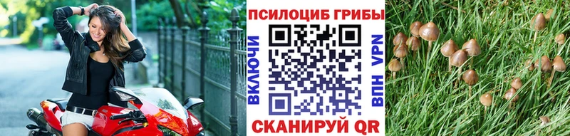 Псилоцибиновые грибы Psilocybe Бердск